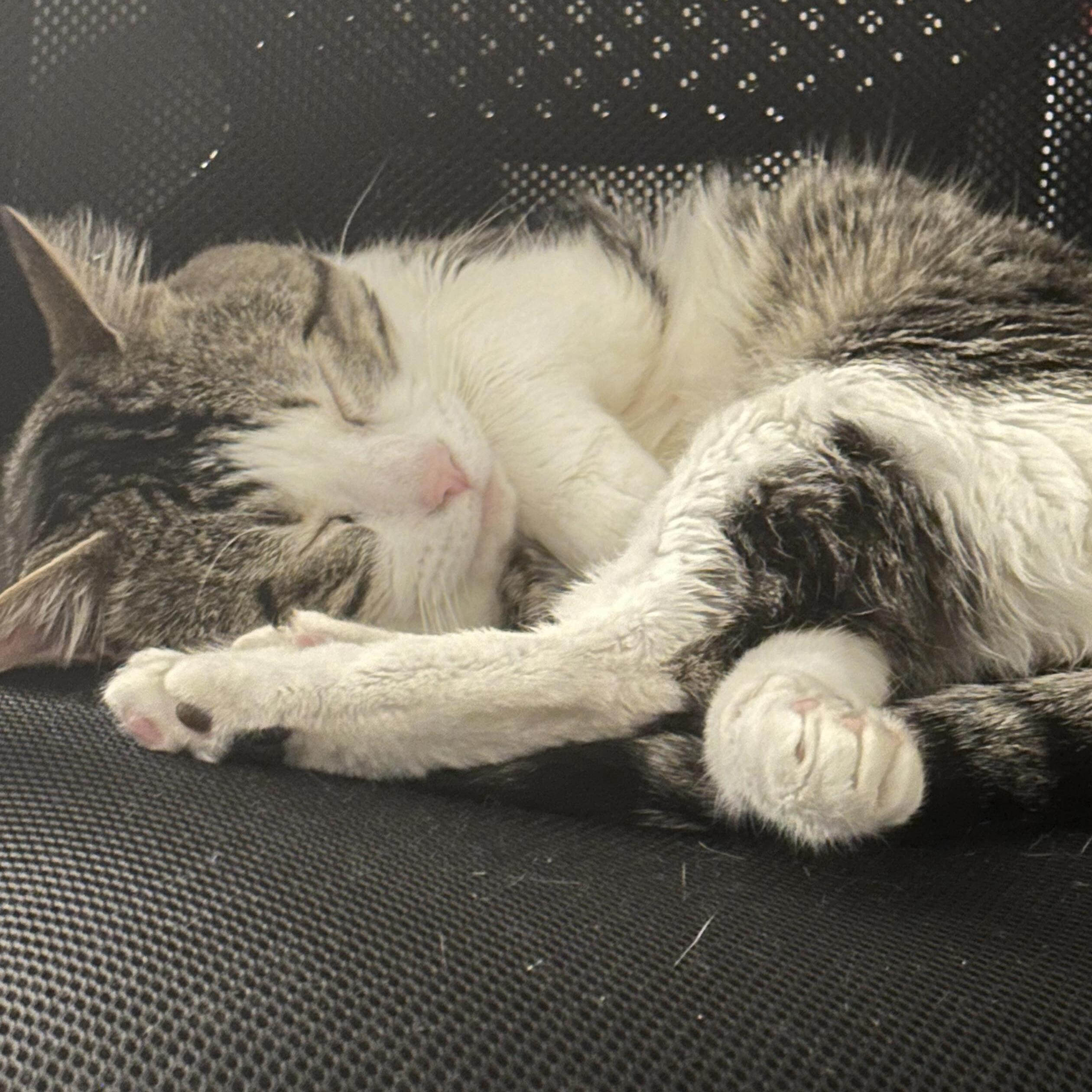 Reliable Pet Sitter in Woods Cross, Utah Only $8 per Hour Loving Care for Your Furry Friends!
