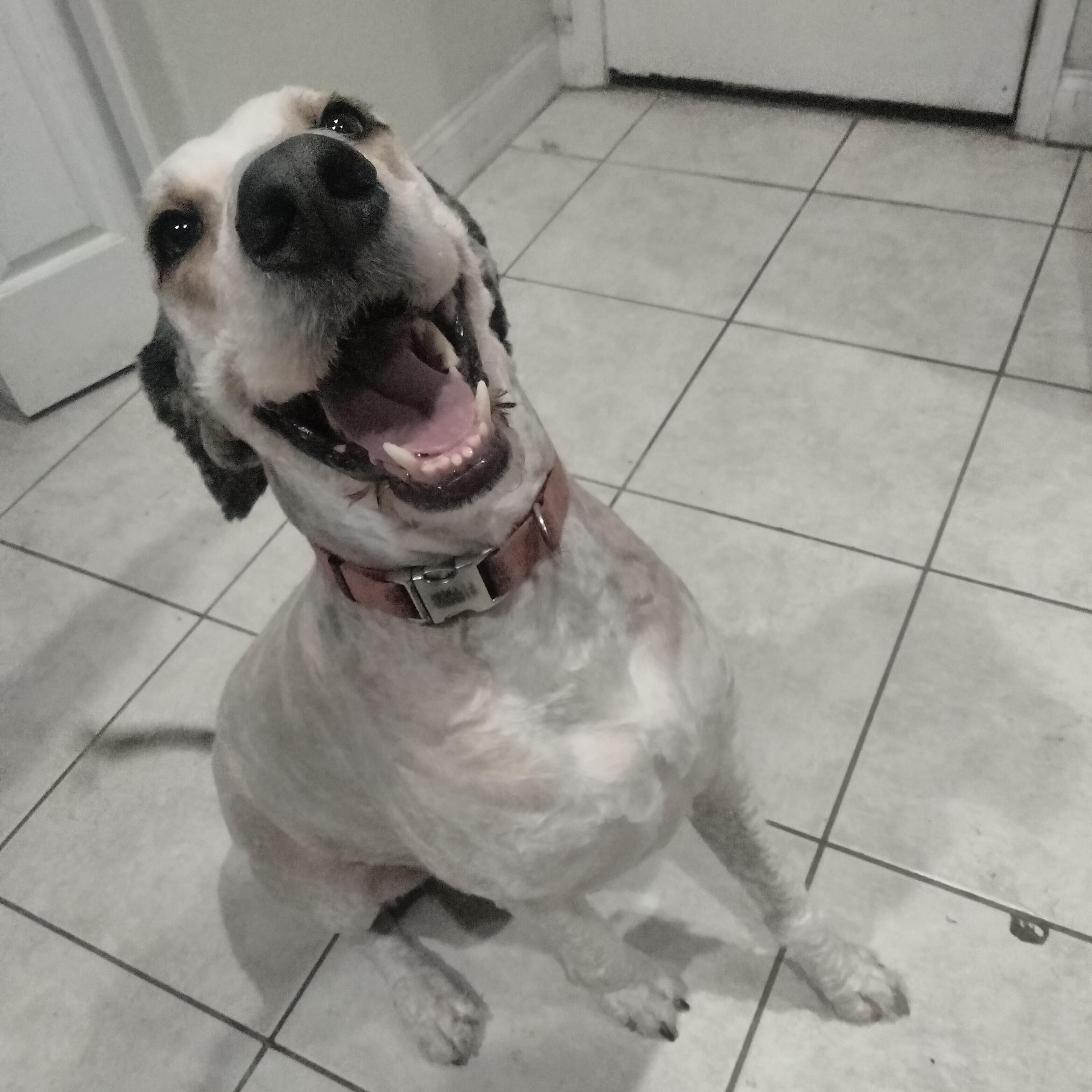 Seeking Reliable Pet Sitter in Ketchikan, Alaska - $50 Daily