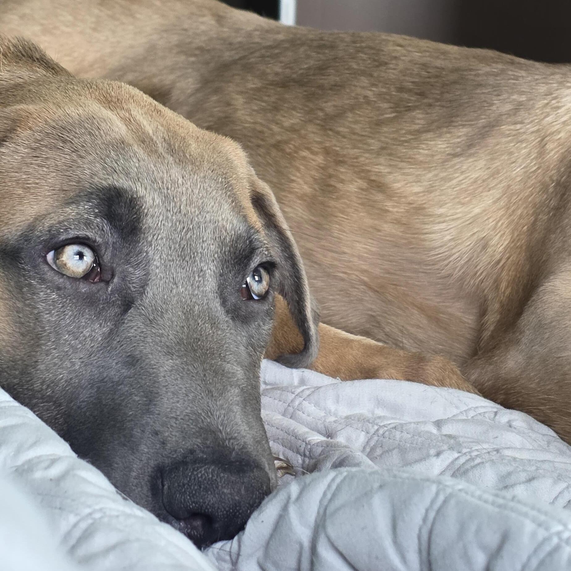 Experienced and Reliable Pet Sitter in Sydney, Nova Scotia - Providing Loving Care at $60 Daily