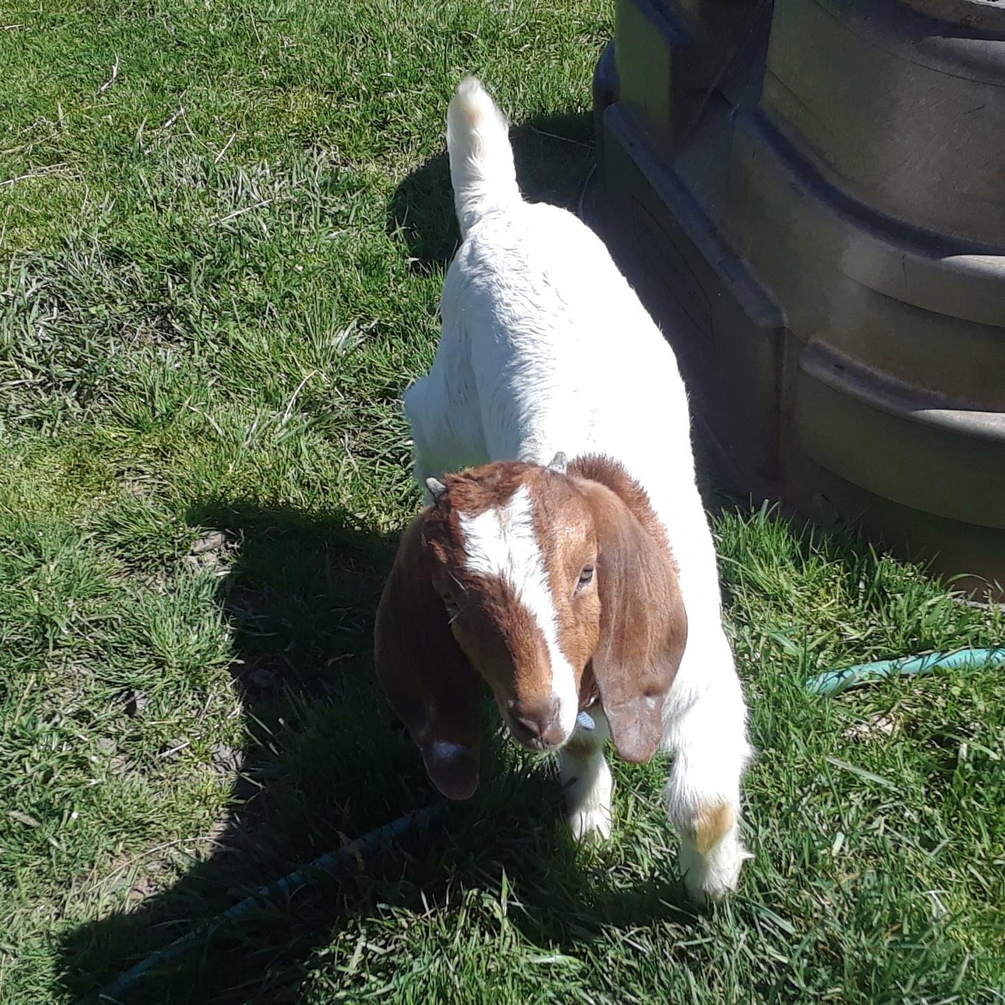Reliable Albany Pet Sitter Offering Loving Care for Your Furry Friends at $15 per Hour!