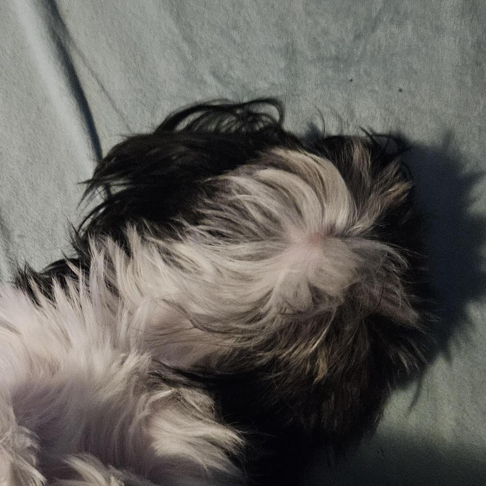 Experienced Pet Sitter in Trent Woods, NC - Reliable Care for Your Pets at $12 Per Hour