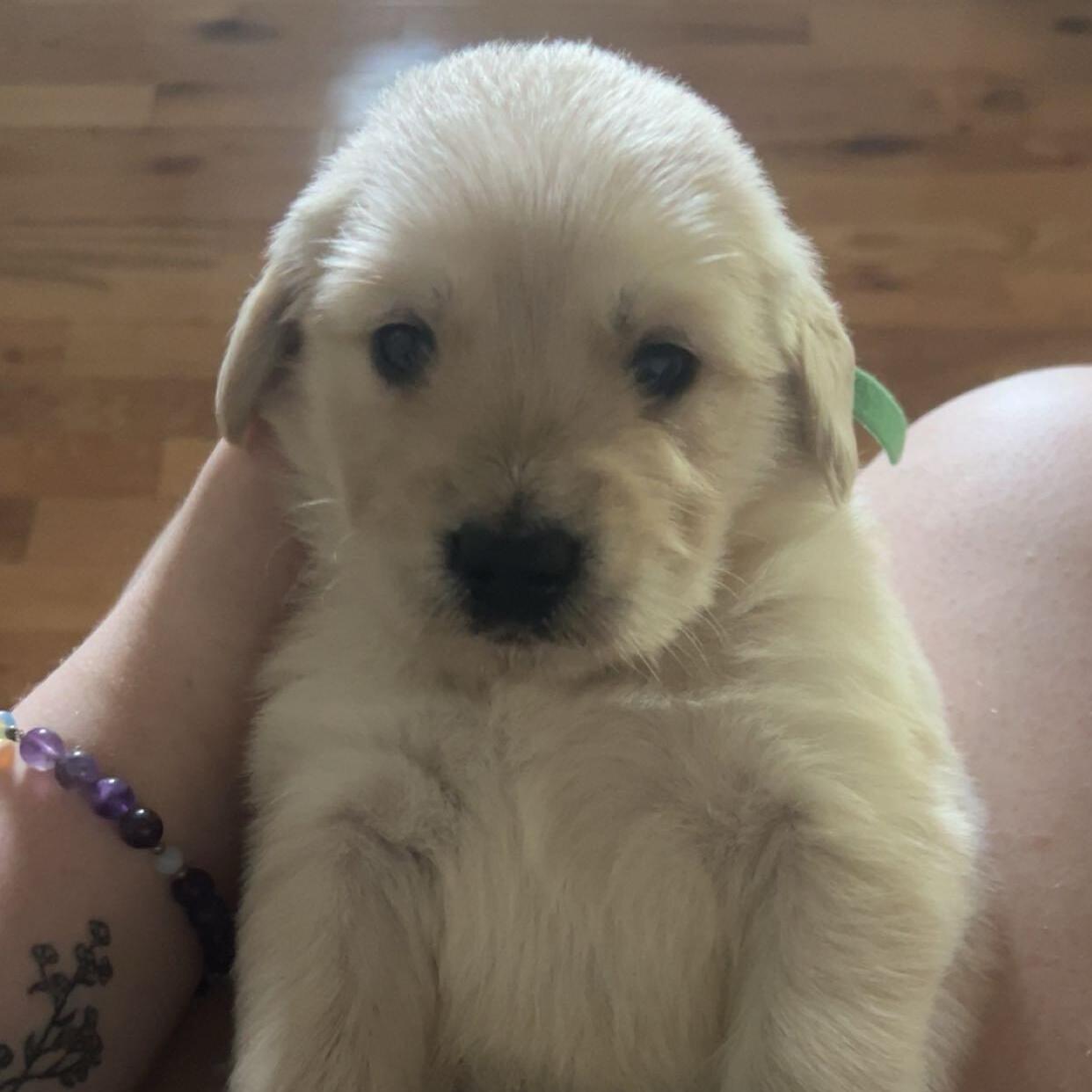 Experienced Pet Sitter in Timmins, ON - Reliable Care for Your Pets at $17.60/Hour