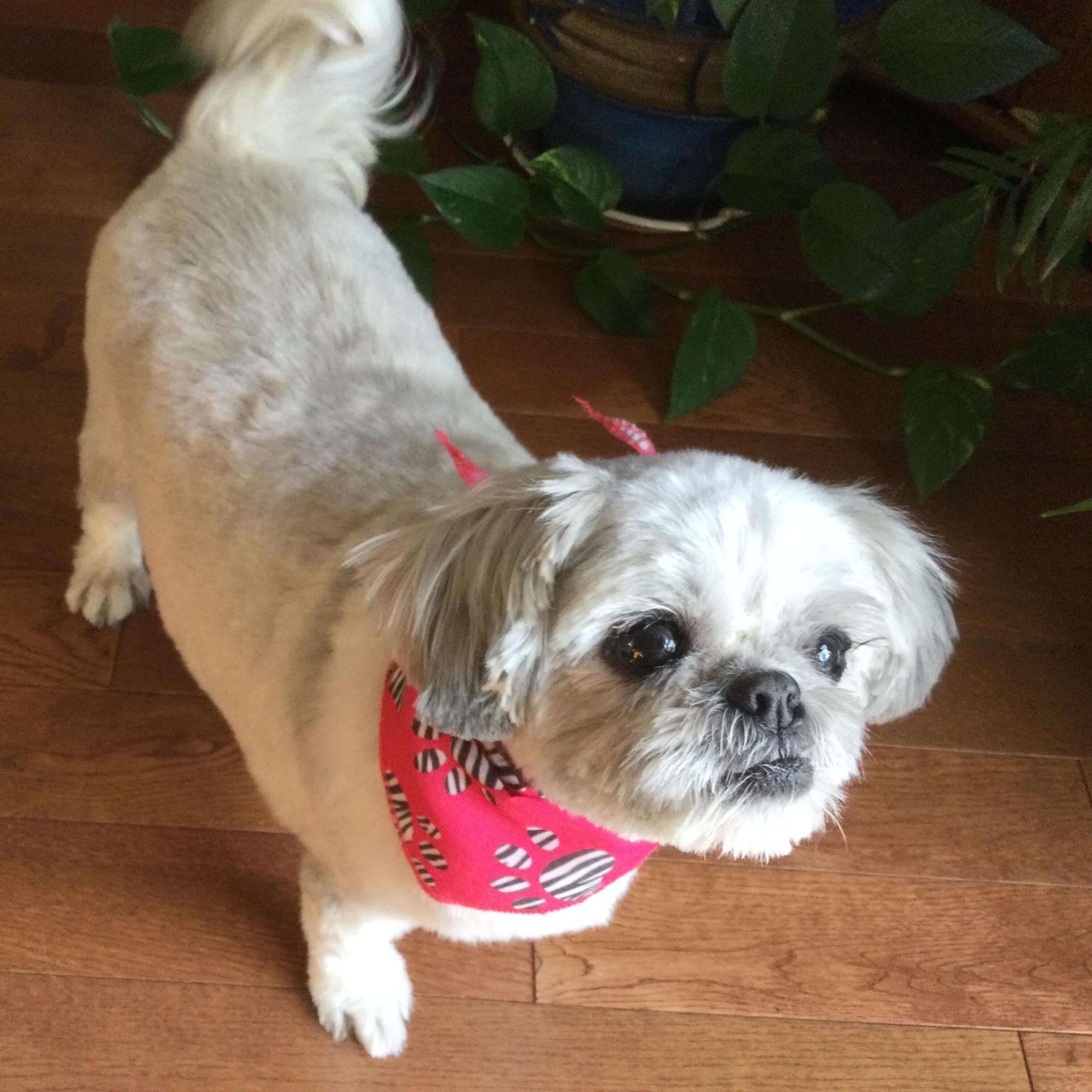I’m a petsitter looking for work. I’m reliable, responsible, punctual and trustworthy. I also have references if needed.