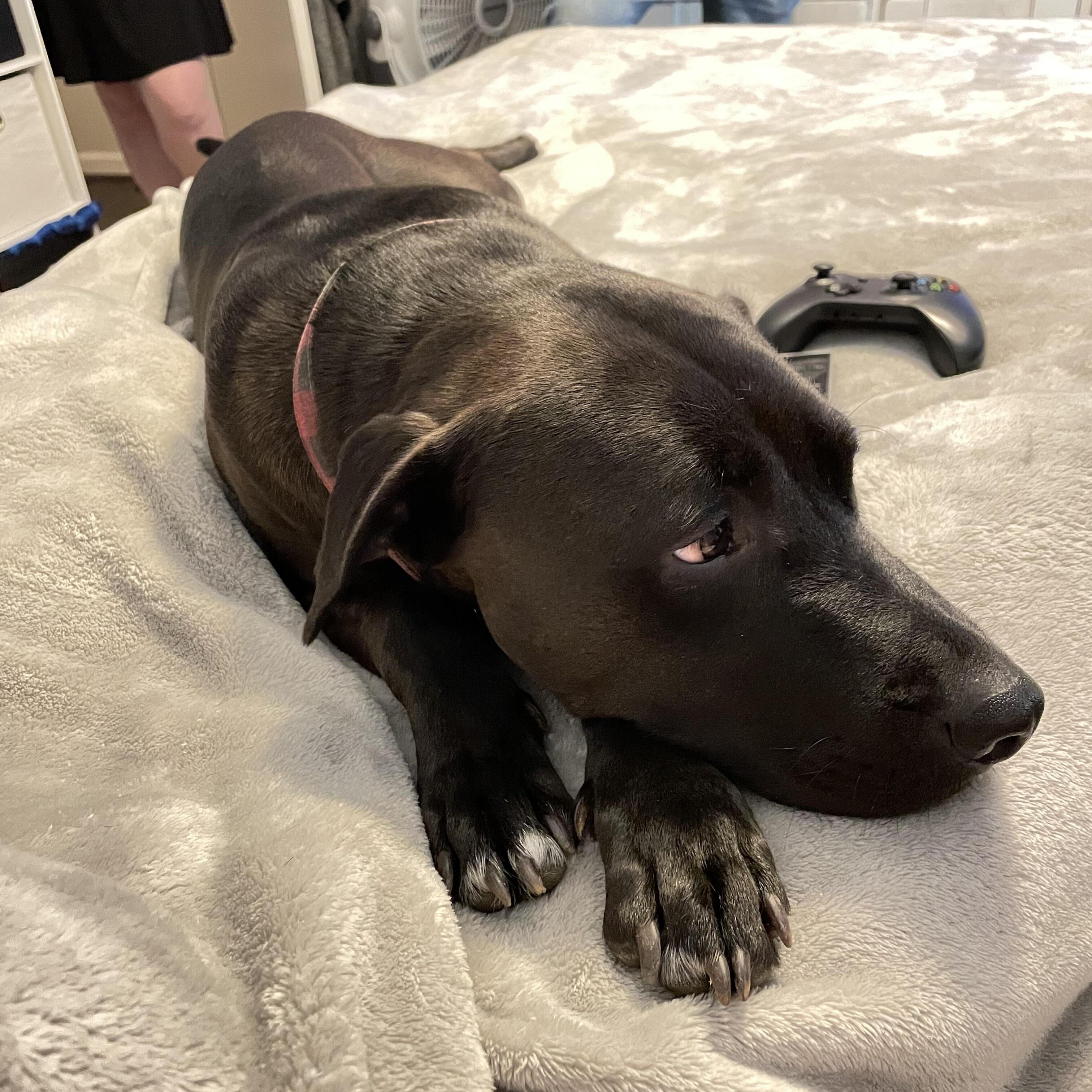 Affectionate Animal Caregiver for Your Home