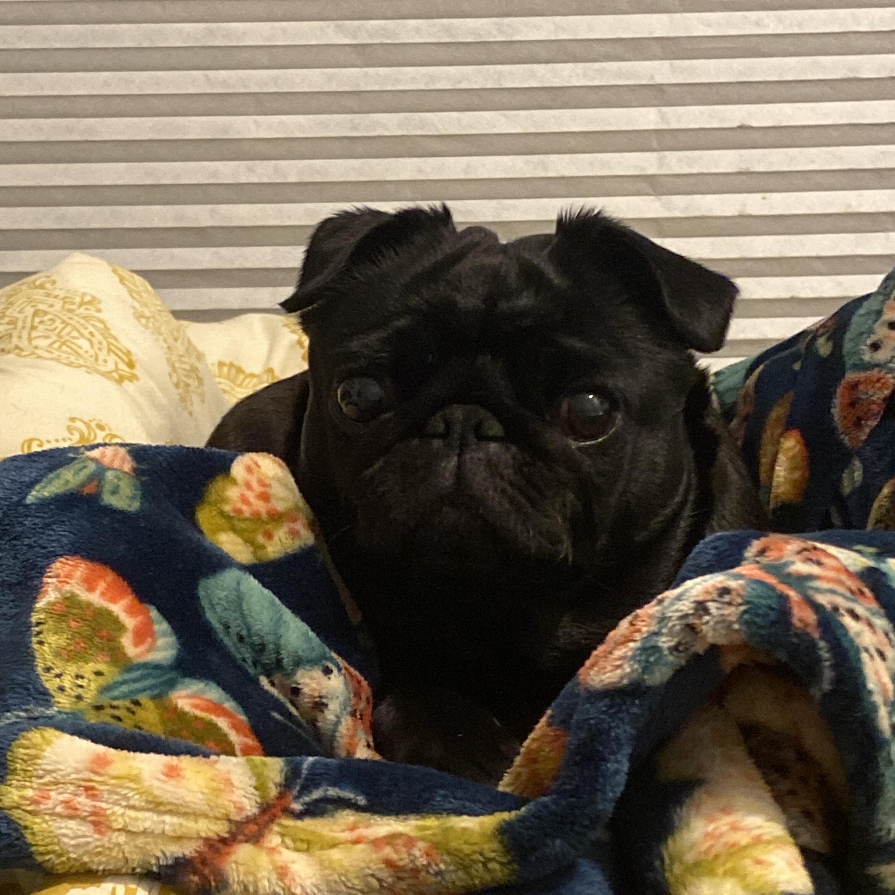 Wallington Dog Sitter Looking For Being Hired