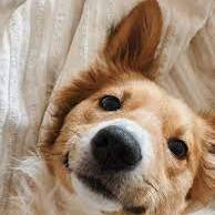 Available: Flexible Pet Service Provider in Licking, Missouri