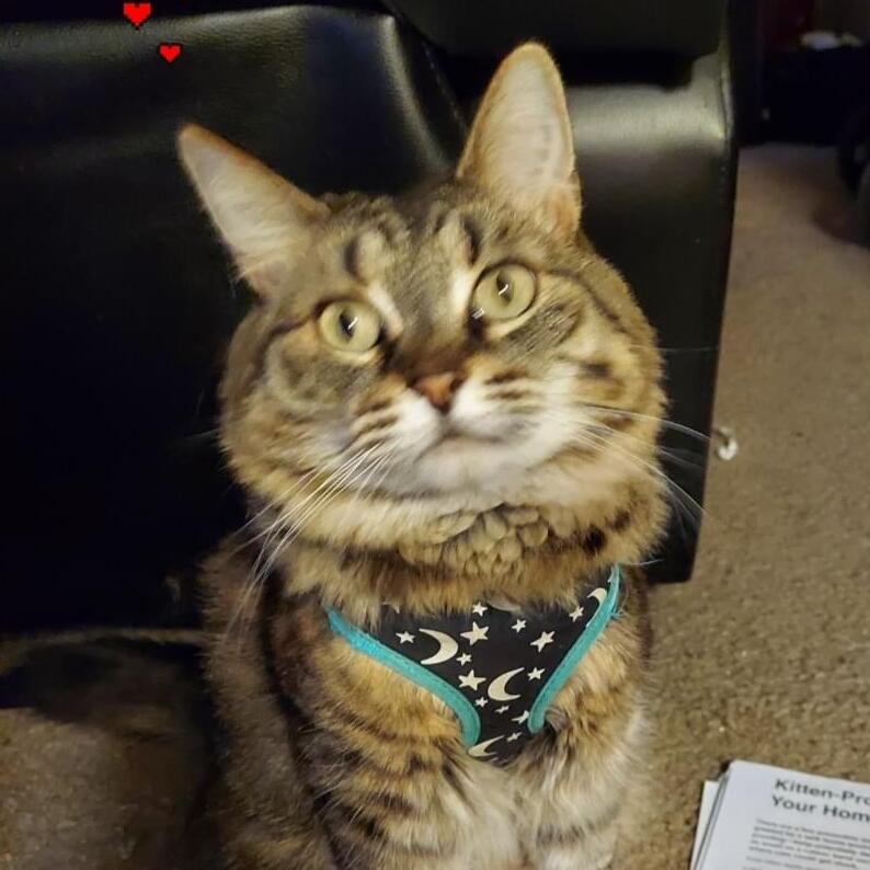 Talented Cat Sitter in Portland, Oregon.