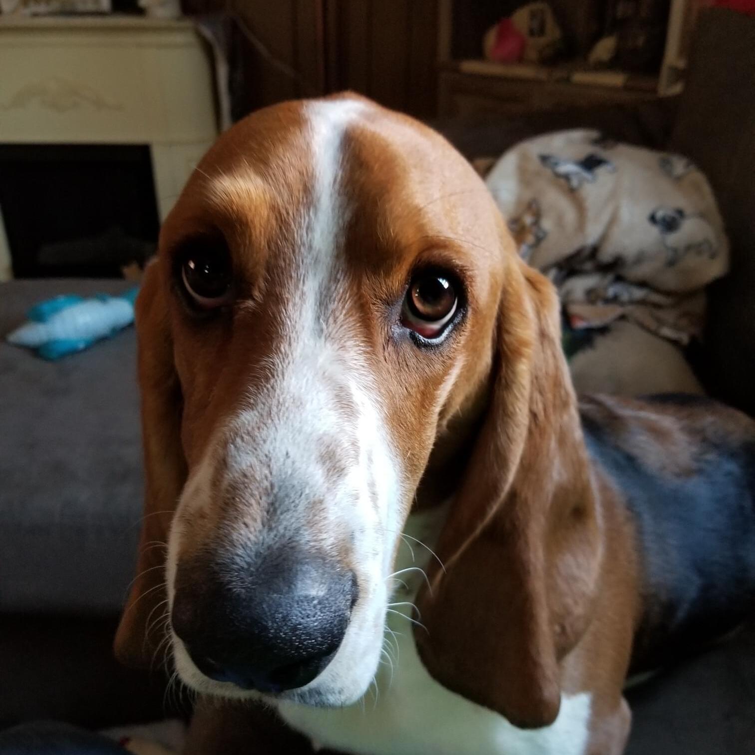 Adams, Massachusetts Pet Sitter