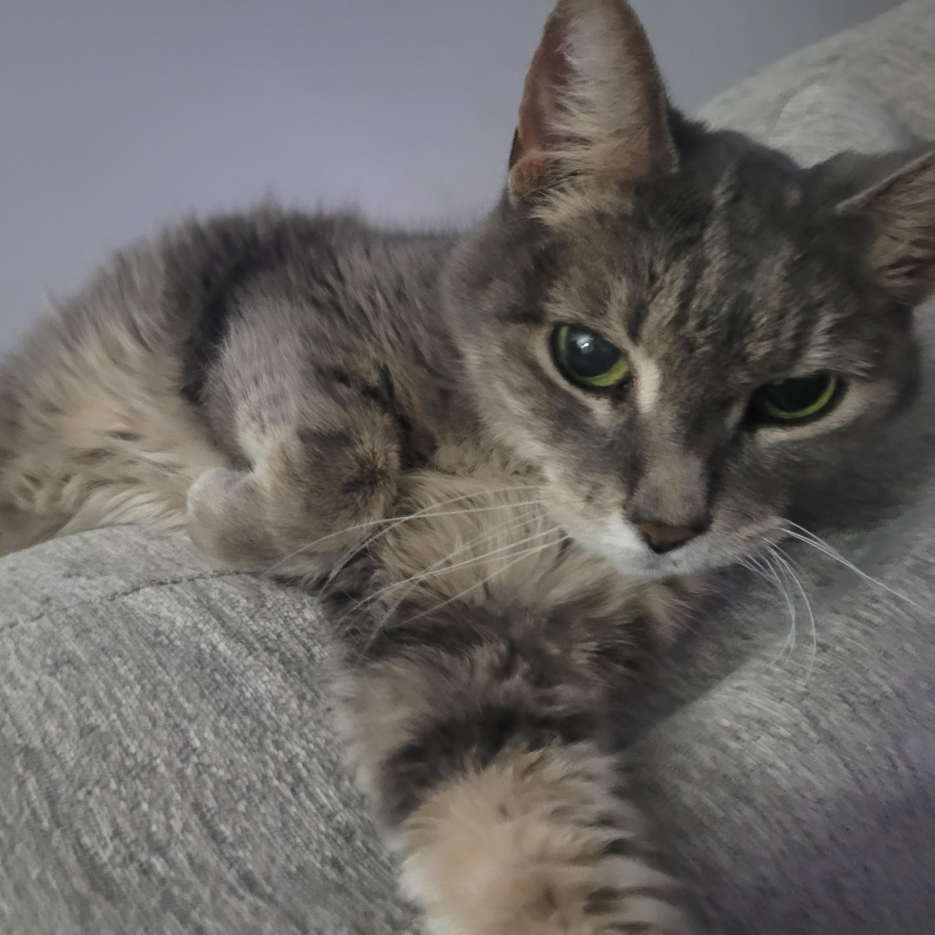 Grew up with multiple dogs and cats my whole life, Experienced Pet Sitter looking for furry friends to look after! :)