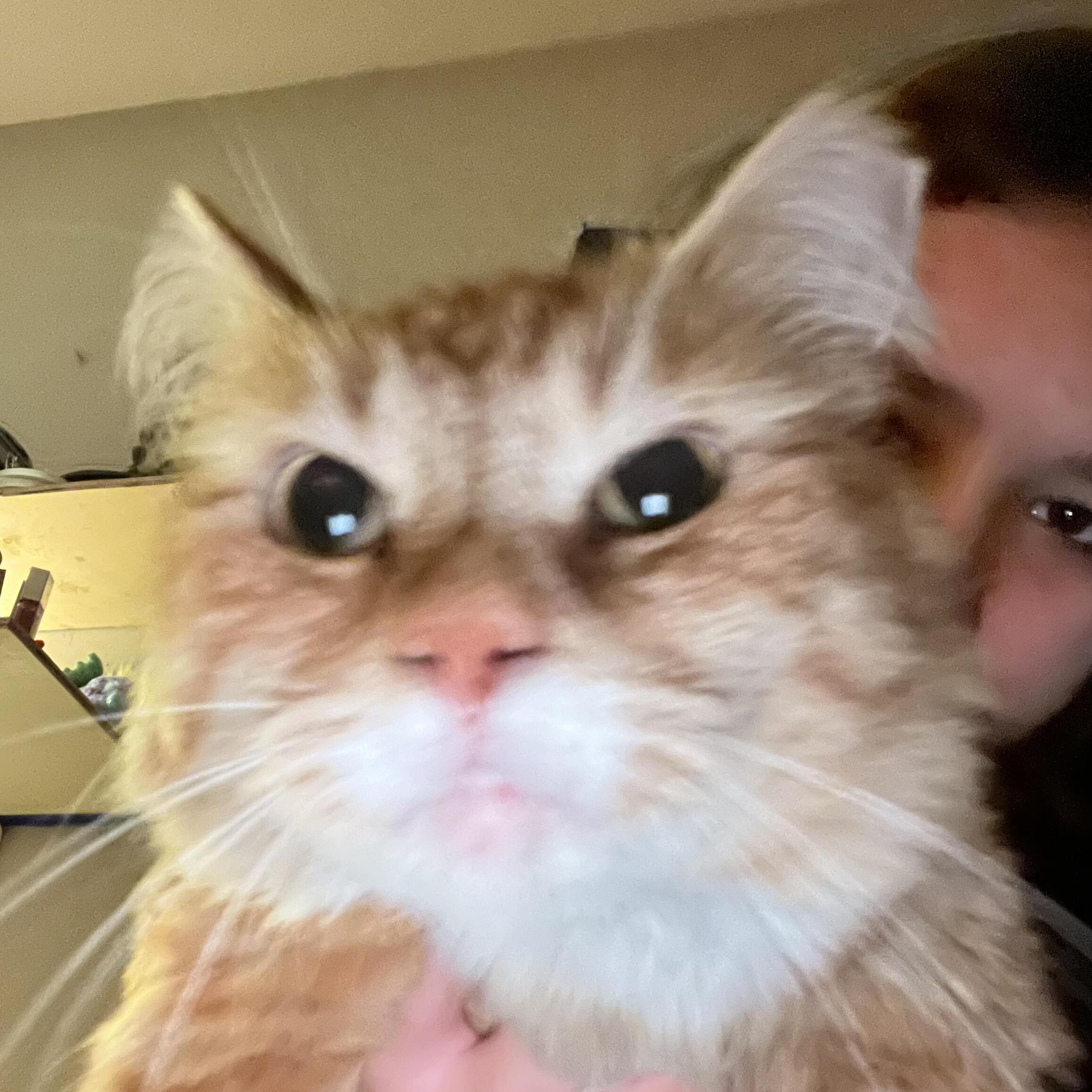 Experienced and Reliable Pet Sitter in Raleigh, NC - $10/Hour