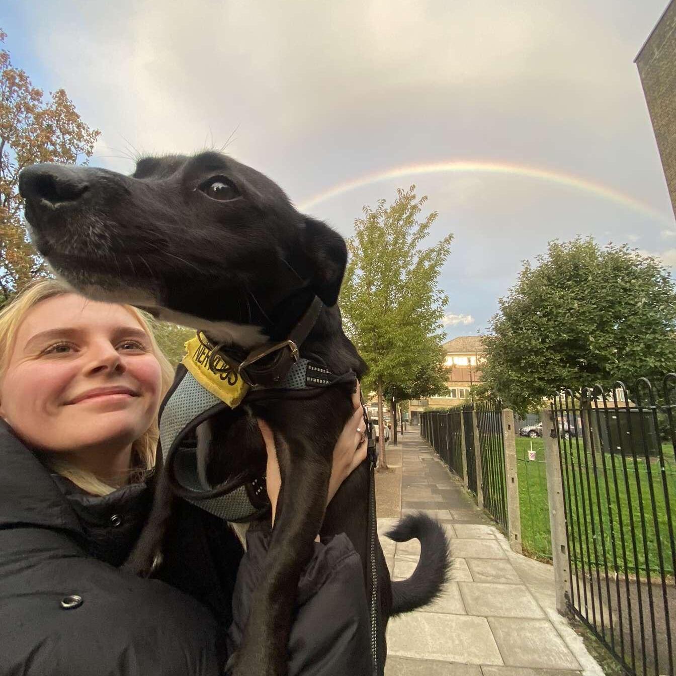Pet loving person looking for pet sitting and dog walking roles