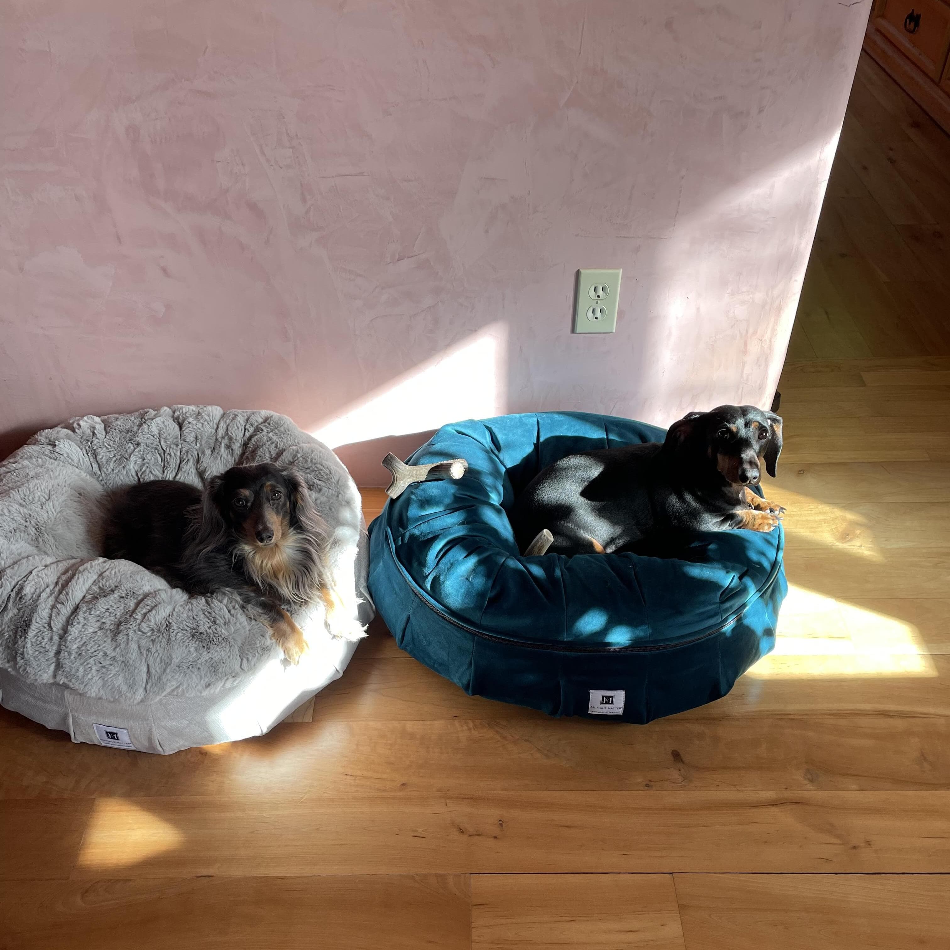 Wanted: Well Trained Overnight Care for 2 sweet dachshunds