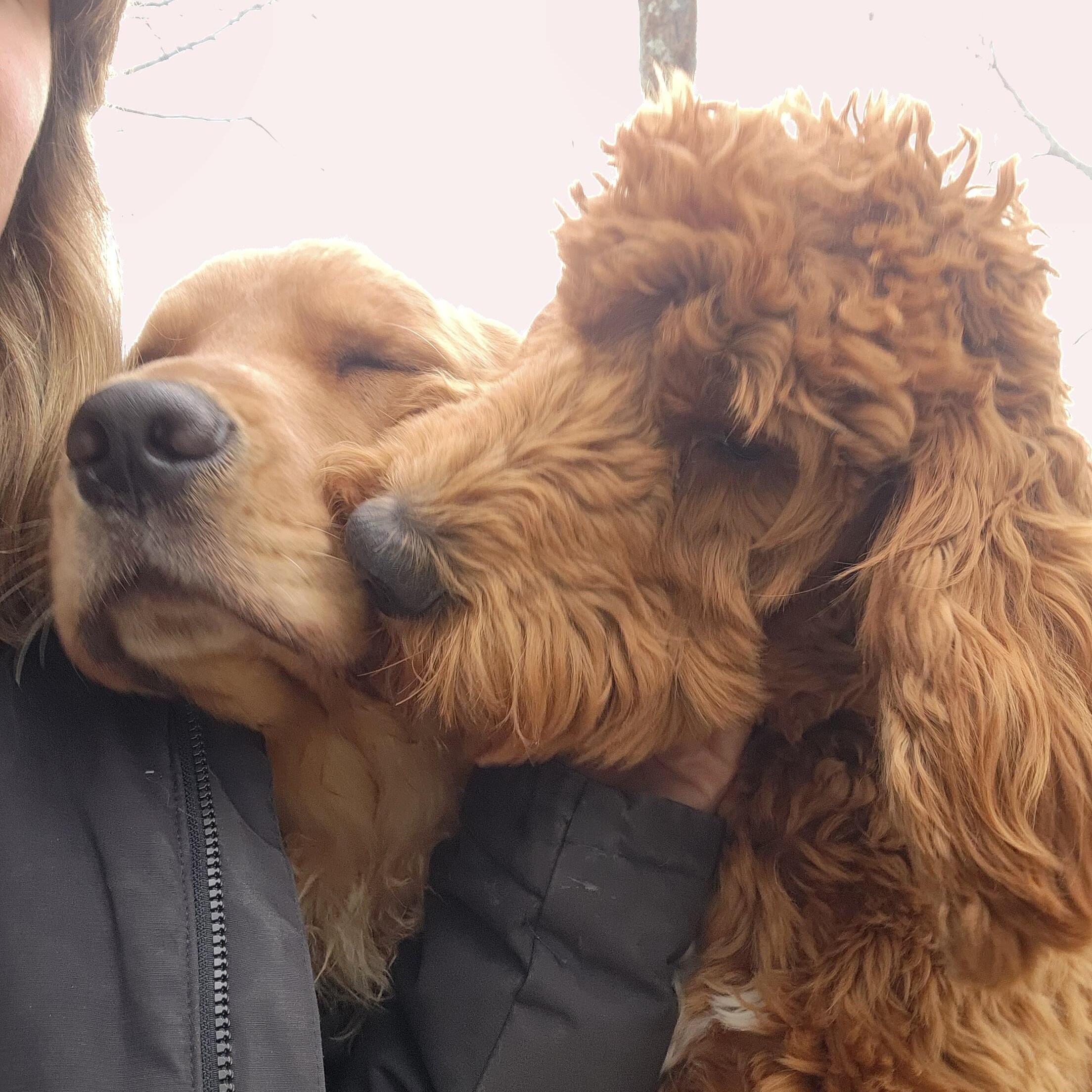 Animals are my passion, whether your fur baby needs a companion, well your away, overnight sitter or walker, I can do it!