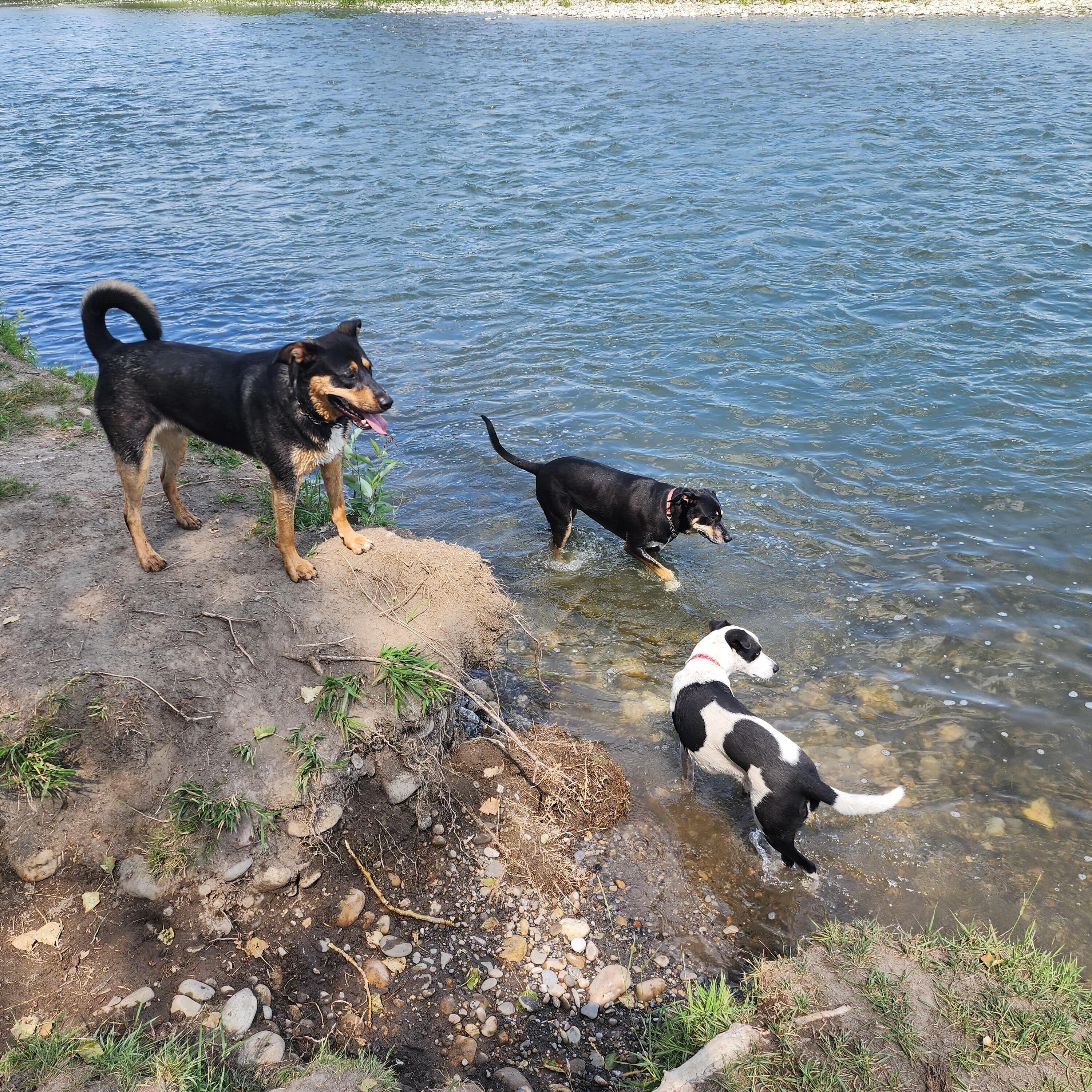 Calgary Pet Sitter Experienced Caretaker $50.00 Daily Trustworthy & Reliable!