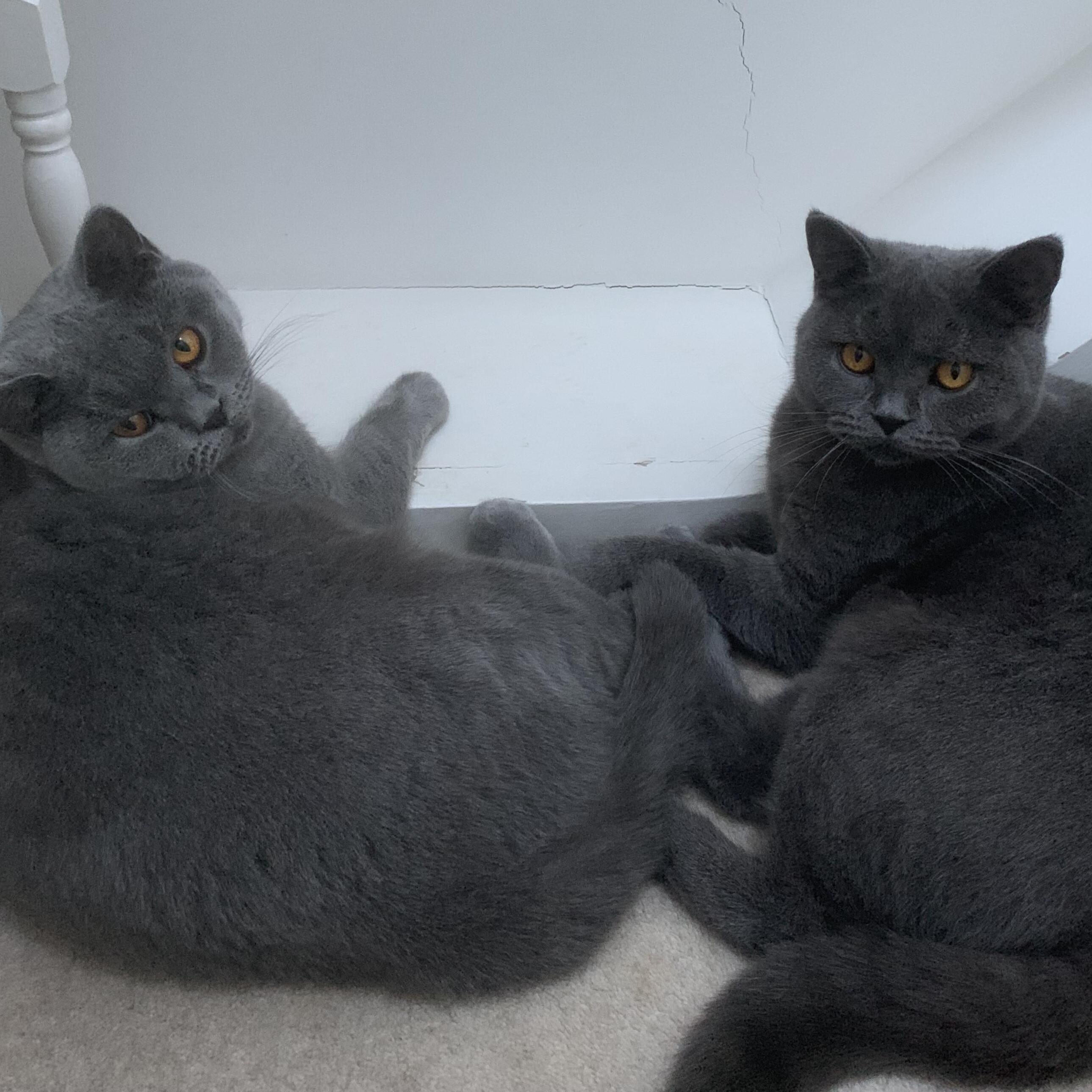 Windsor Pet Sitter £7/hour Loving & Professional Care for Your Precious Pet