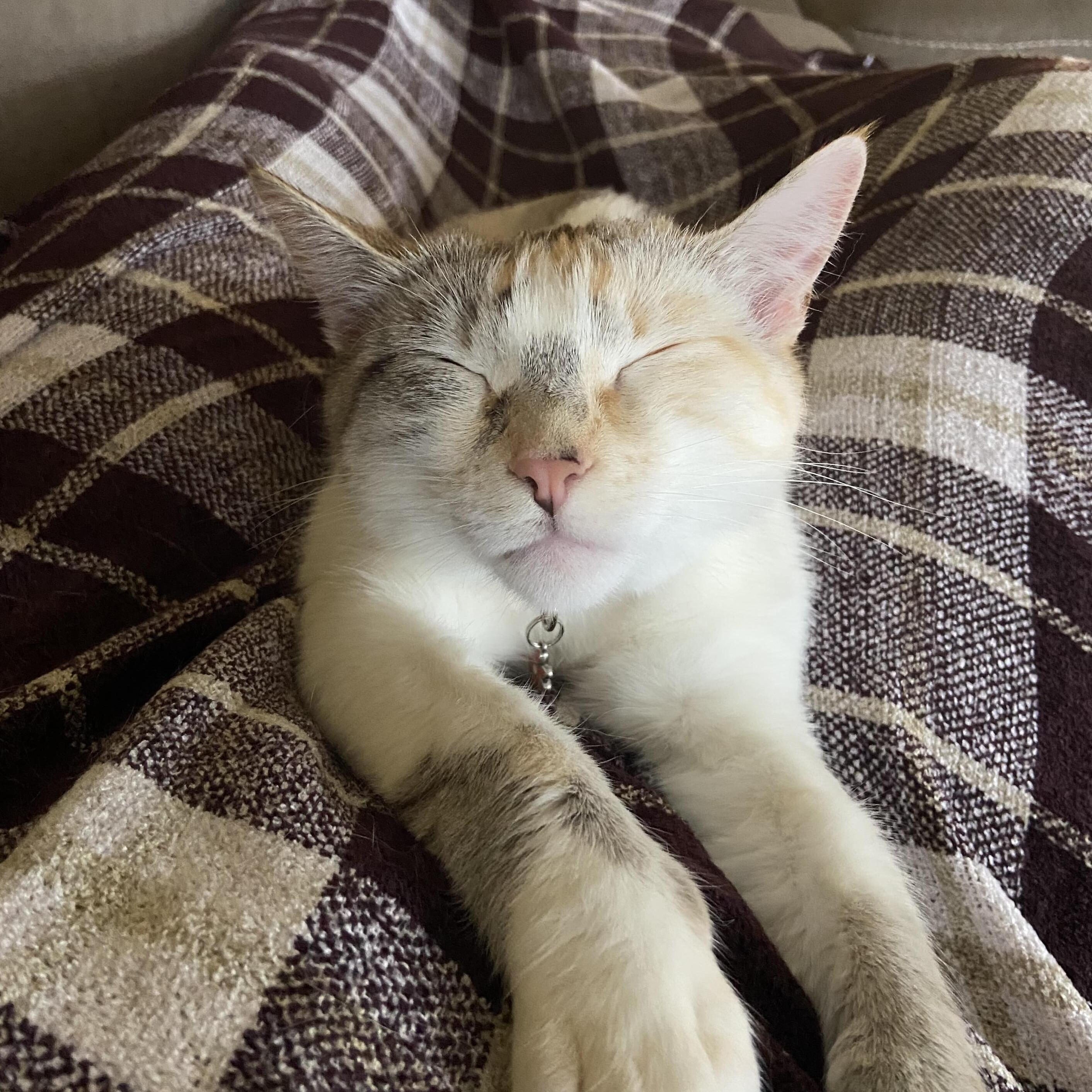 Experienced and Reliable Pet Sitter in Pleasant Hill/Concord , CA area