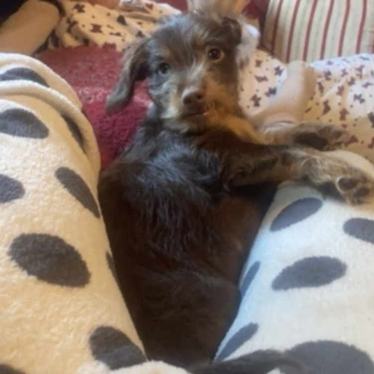 Experienced Pet Sitter in Ilkeston, England - Trustworthy Care at £6.0 Daily