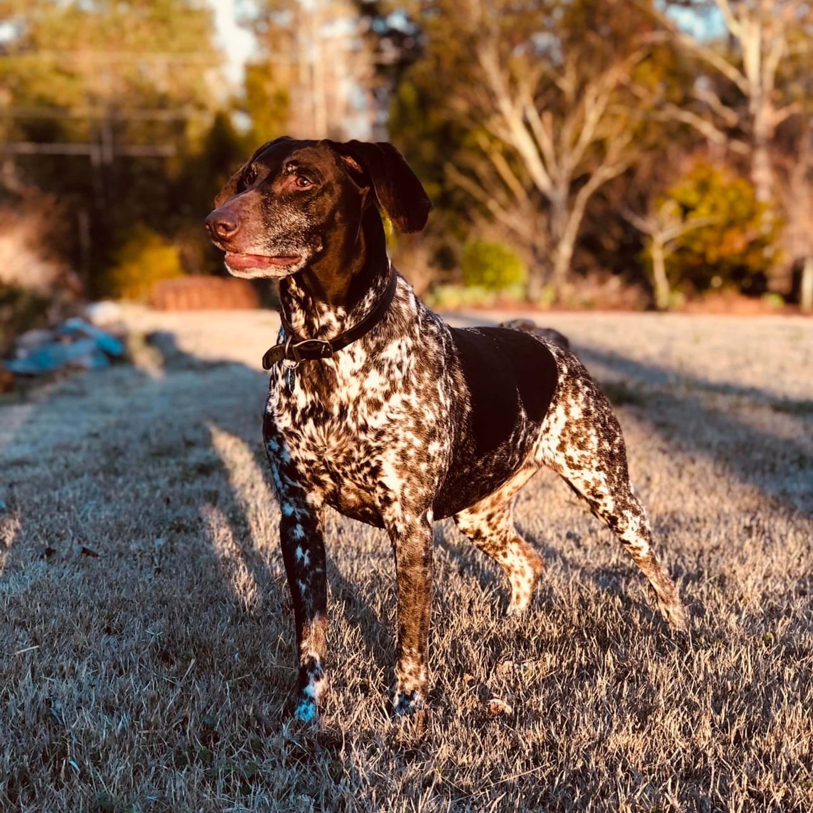 Available: Consistent Animal Lover in Wetumpka, Alabama