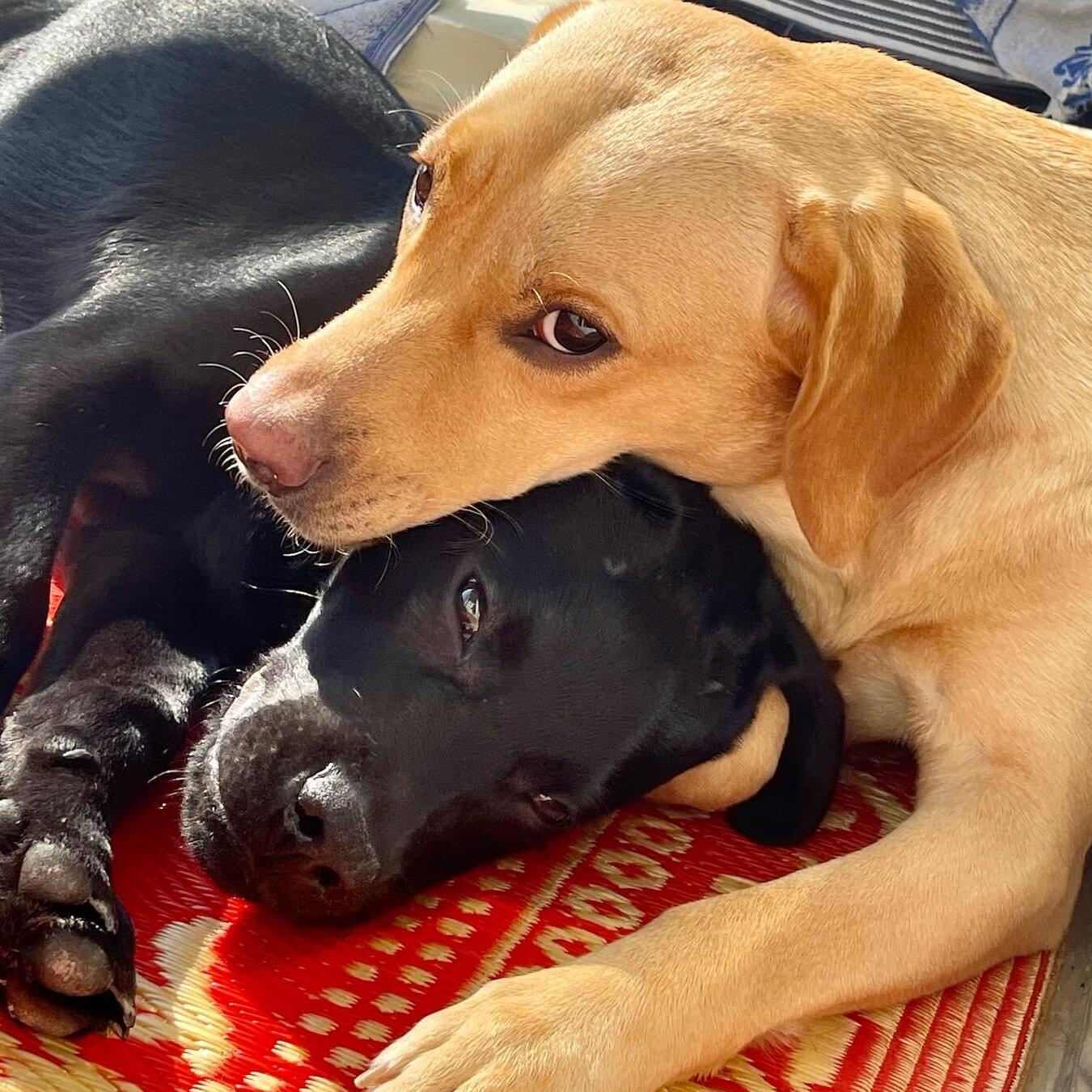 Experienced and Reliable Pet Sitter in Nanaimo, BC - $45/Day