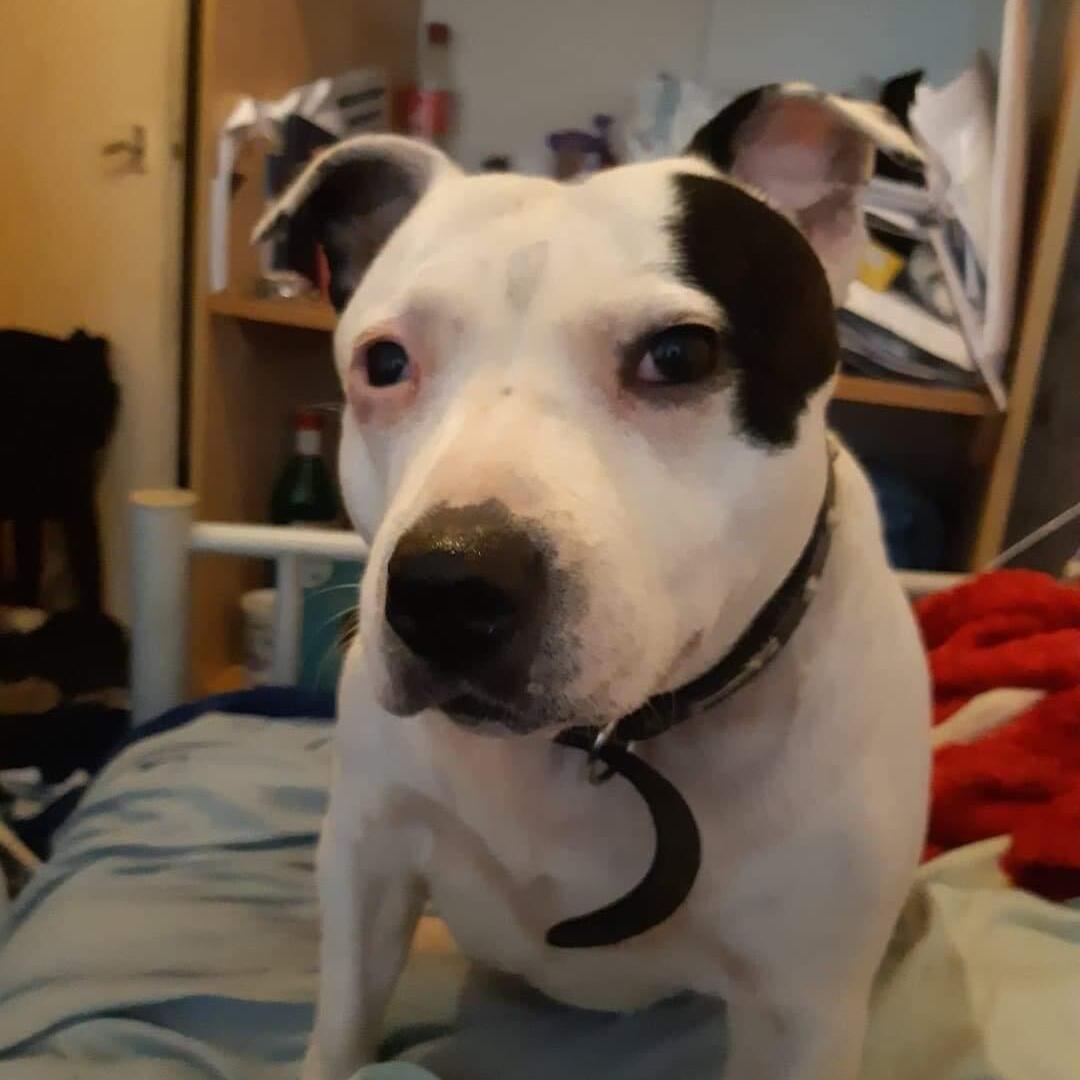 Loving Pet Sitter Available Immediately flat house sitting and pet care