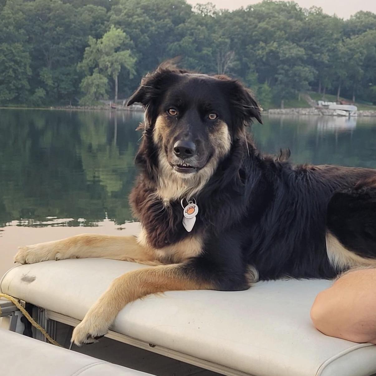 Experienced and Affordable Pet Sitter in Lake Elmo, MN - $45/ day or $12.5/hour
