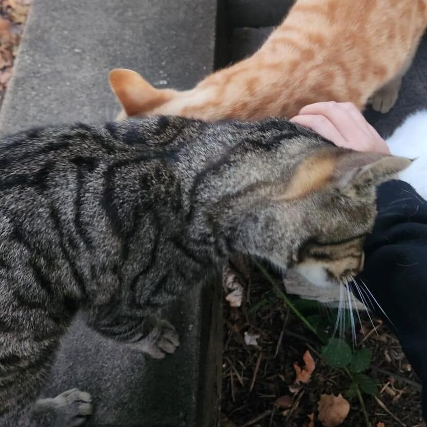 Experienced London Pet Sitter: Trustworthy, Affordable & Reliable!