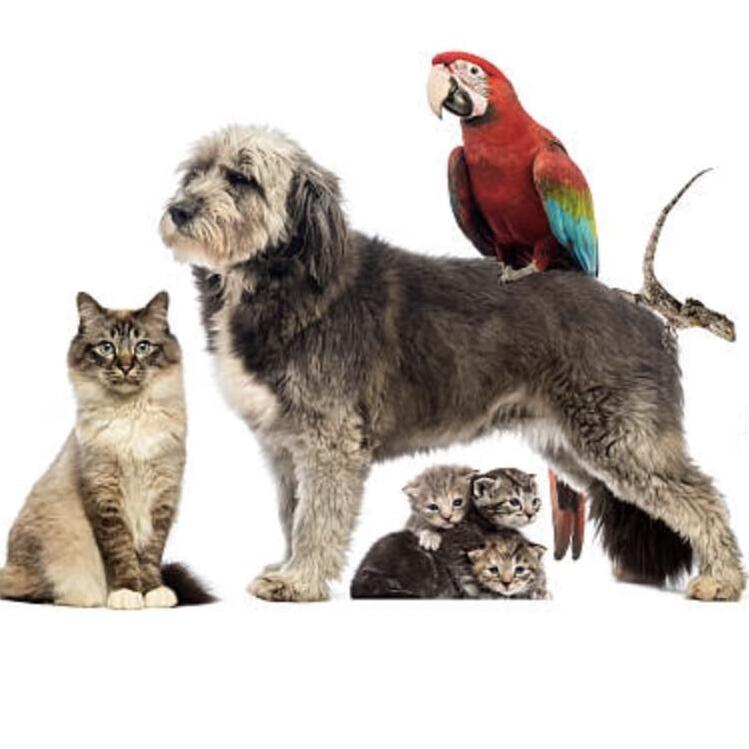 Dependable Dog Walks, Weekend Dog Sitter, Vacation Sitter, Depending on your dog, trips to the river, off leash, etc.