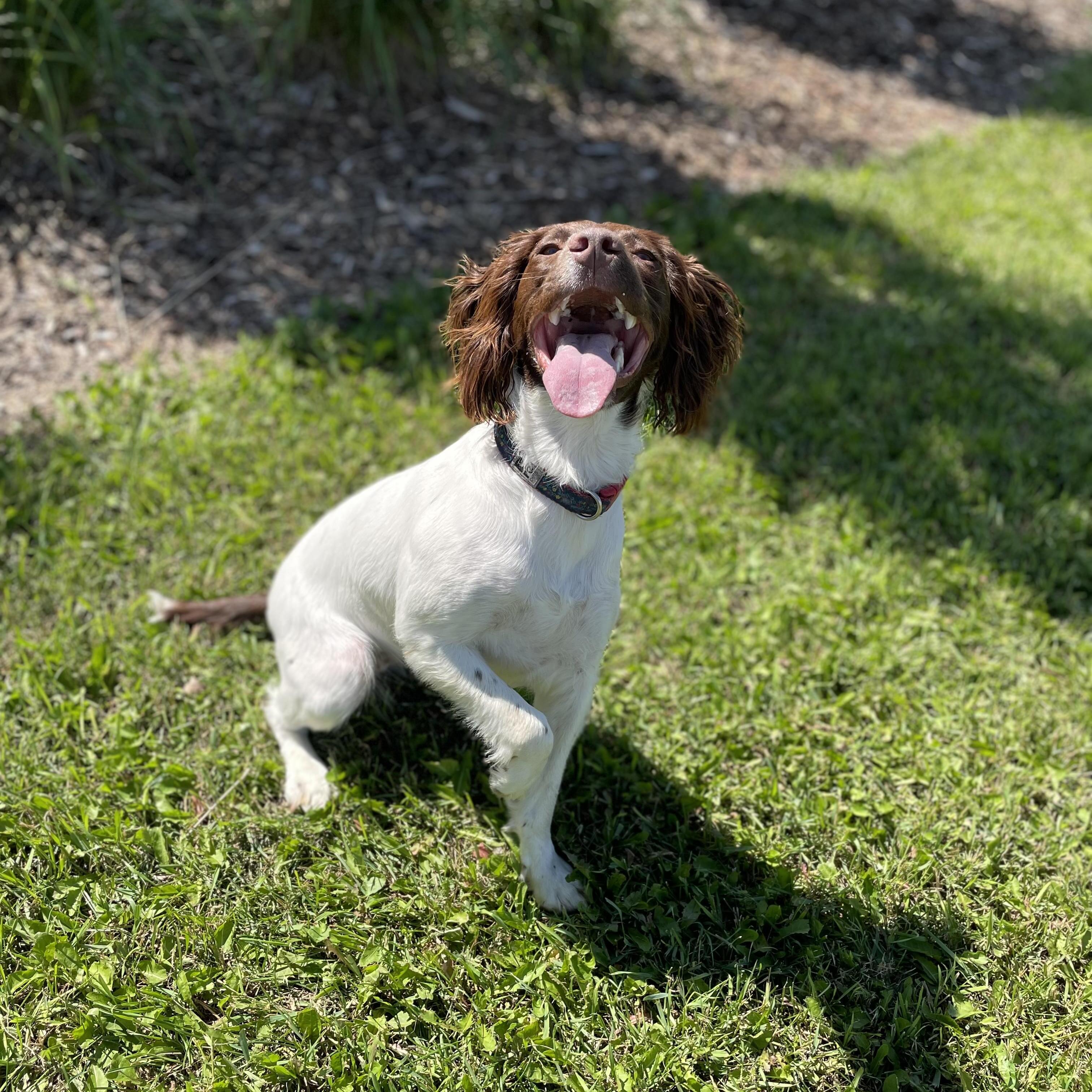 Wanted: a Capable Pet Sitter in Red Deer, Alberta for a week long stay while we go on vacation.