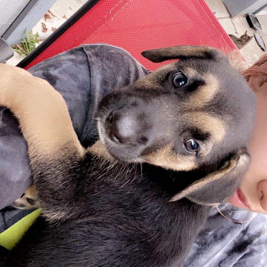 All pet sitter and pet care needs around Zanesville, Ohio!