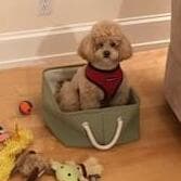 We need overnight care for events or trips for our spoiled rotten toy poodle, Winston..