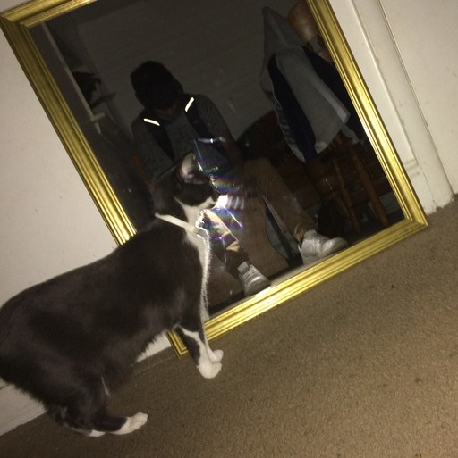 Richmond Dog Walker Looking For Job Opportunities in Virginia