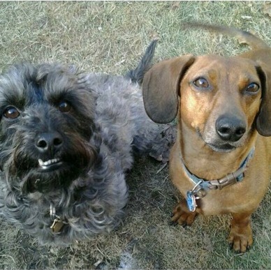 Looking for a kind, reliable dog sitter to stay at our home.