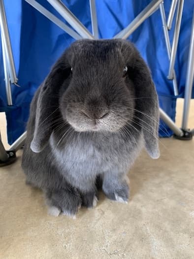 Searching for an experienced, loving, and caring pet sitter for my sweet Holland Lop bunny.