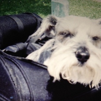 Birmingham Area Pet Service Provider Interested In Work Best Paws Behavior Training and Pet Care