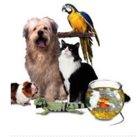 Professional Low Cost Pet Sitting