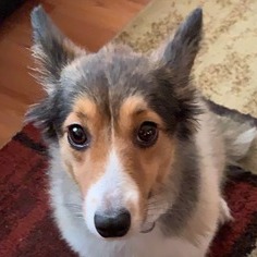 14 years old + Most Disciplined Dog Sitting and Dog walker Professional in Jersey City?