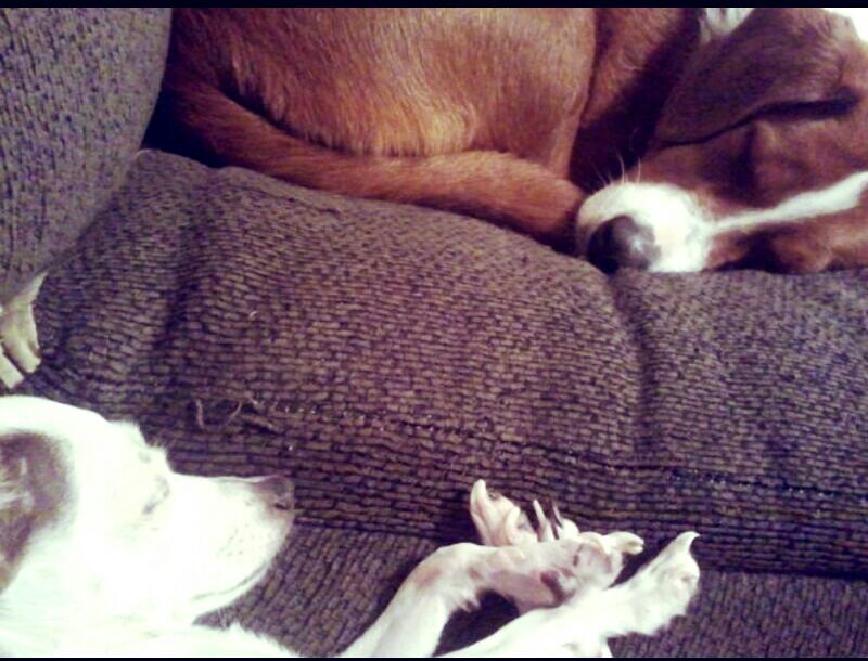 Someone to keep 2 dogs, 2 months