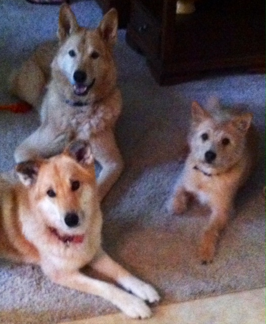 In home care for three dogs