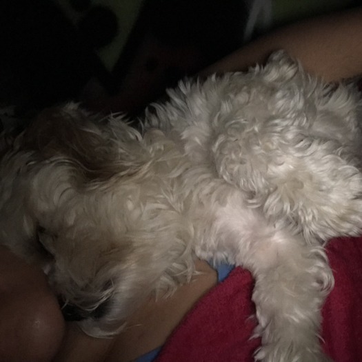 Available: Good Pet Sitter in Berkeley ,Albany,Oakland,el Cerrito,Richmond