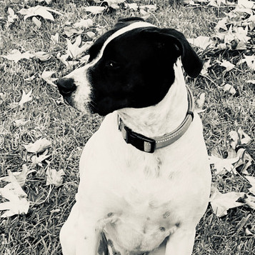 Most Capable Pet Supervisor in Laguna