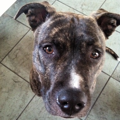Pet Sitter Available!