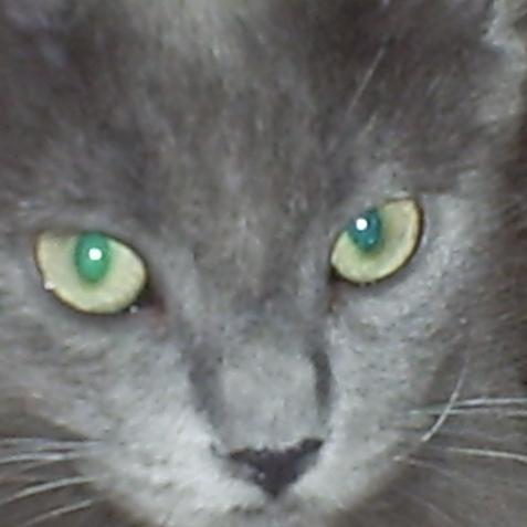 Pet Sitting Offered in Montreal