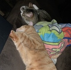 Massillon Pet Sitter Seeking Being Hired in Ohio