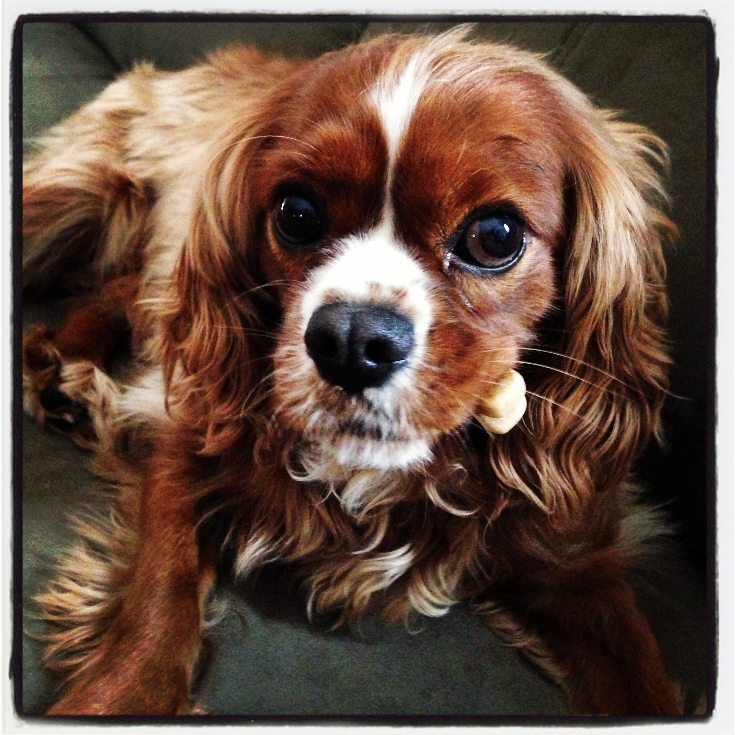Vet Assistant Pet Sitter Available