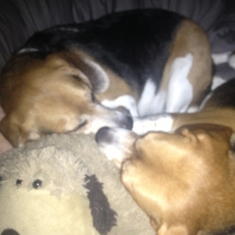 Animal lover available to care for your furry family members.