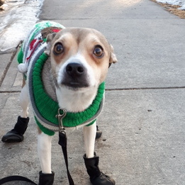 Searching for a Pet Service Provider Job in Calgary