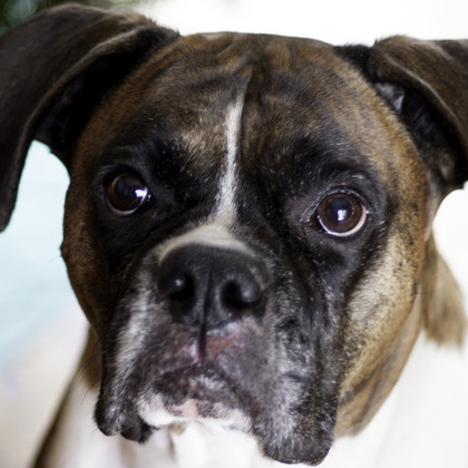 Skilled Cat Sitter Dog sitter and other pets.