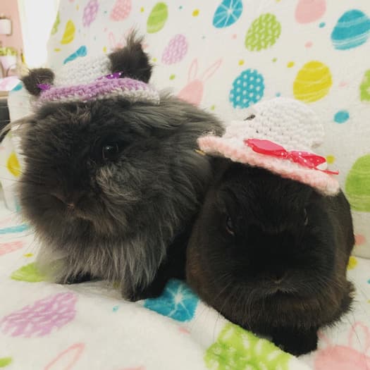 Check in on 2 adorable bunnies daily!