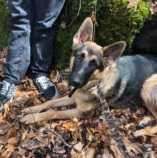 Cross Lanes Pet Supervisor Seeking Being Hired in West Virginia
