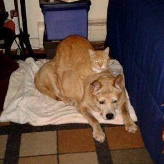 Loving Dog Walker/Pet Sitter